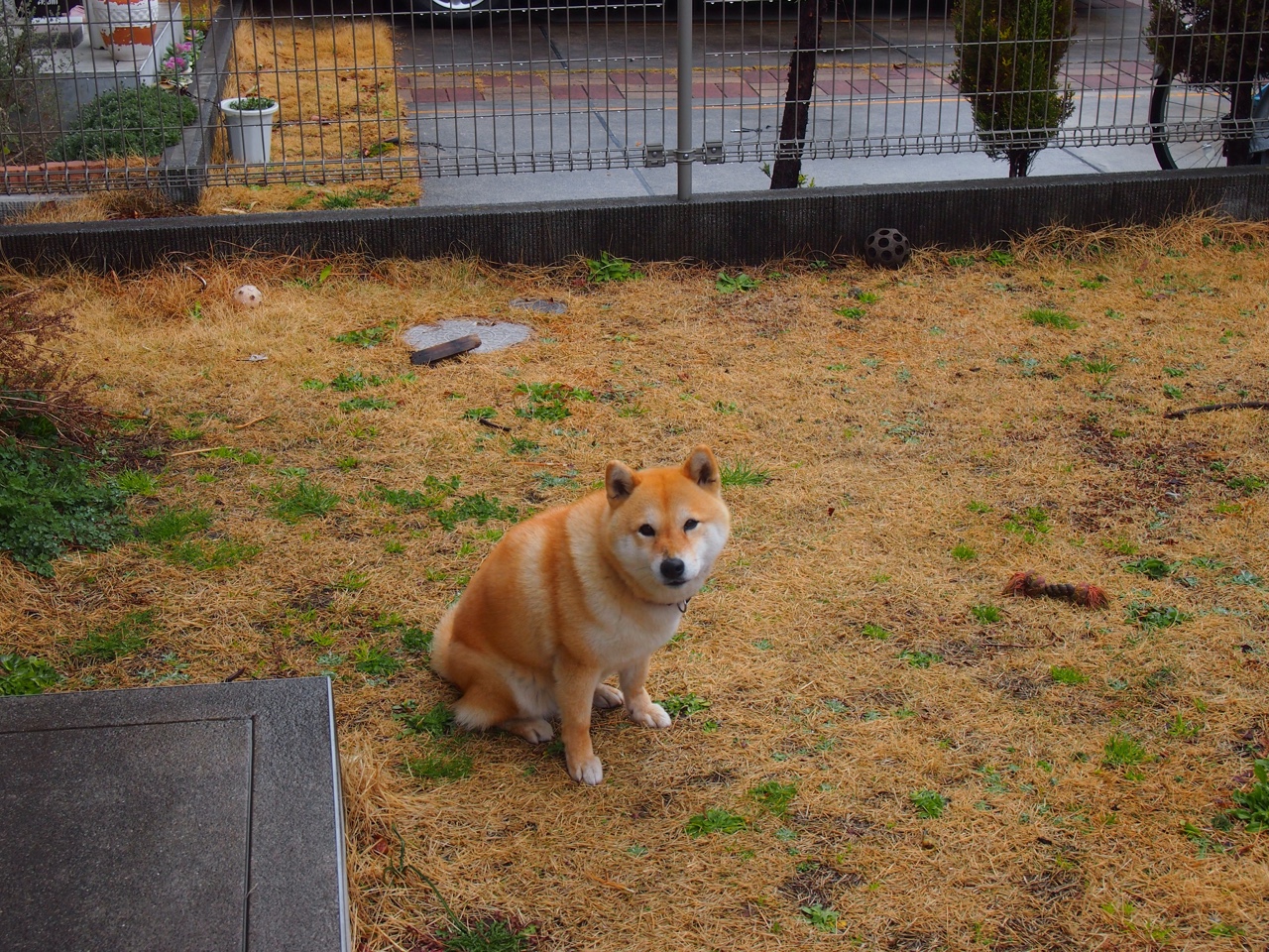 卢卡库攻防两端统治全场!卡塔尔战术体系在奥地利铁壁前黯然失色